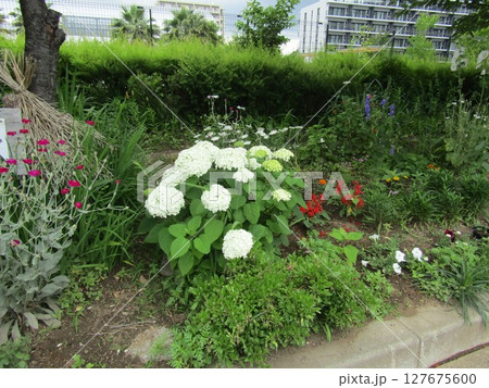 アナベル紫陽花と赤いサルビアの花と桃色のフランネル草 127675600