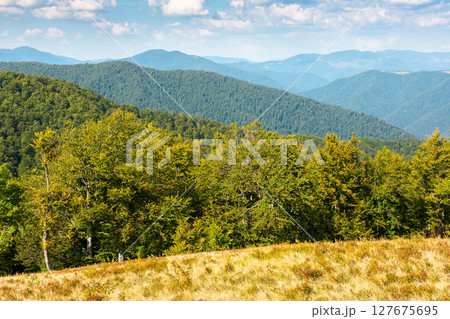 beech forest of carpathian mountain in summer. scenic view of a rolling scenery from the top of krasna ridge. blue sky with clouds 127675695