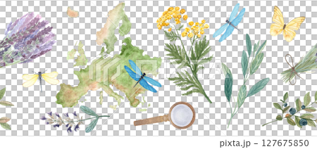 Map of Europe, botanical elements, dragonflies, butterfly seamless border on white. Lavender, sage, blueberry, tansy. Ideal for herbal medicine, organic packaging, travel, or educational projects 127675850