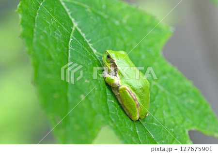 垂れ下がる緑の葉の上のニホンアマガエル 127675901
