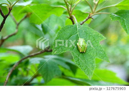庭のカシワバアジサイの葉の上のニホンアマガエル 庭のカシワバアジサイの葉の上のニホンアマガエル 127675903