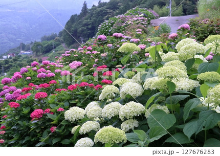 八畝の紫陽花 美しく咲く (高知県 大豊町) 八畝の紫陽花 美しく咲く (高知県 大豊町) 127676283