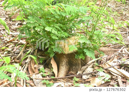 acacia tree growth from timber and wood cutting on ground in garden acacia tree growth from timber and wood cutting on ground in garden 127676302