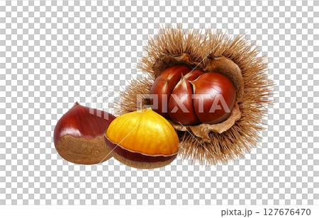 栗子插圖，逼真，栗子毛刺，白色背景 127676470