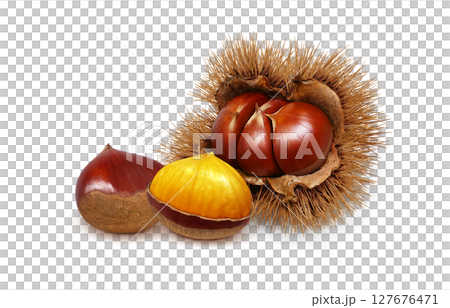 栗子插圖，逼真，栗子毛刺，白色背景 127676471