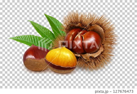 栗 イラスト リアル 毬栗 白バック 127676473