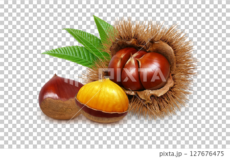 栗子插圖，逼真，栗子毛刺，白色背景 127676475