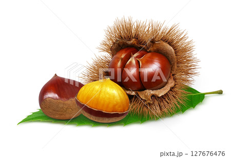 栗 イラスト リアル 毬栗 白バック 127676476
