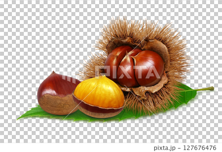 栗 イラスト リアル 毬栗 白バック 127676476