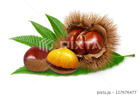 栗 イラスト リアル 毬栗 白バック 栗 イラスト リアル 毬栗 白バック 127676477