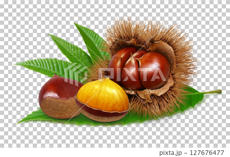 栗 イラスト リアル 毬栗 白バック 栗 イラスト リアル 毬栗 白バック 127676477