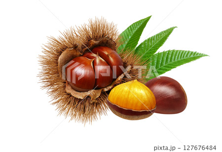 栗 イラスト リアル 毬栗 白バック 127676484