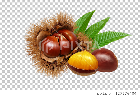 栗子插圖，逼真，栗子毛刺，白色背景 127676484