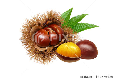 栗 イラスト リアル 毬栗 白バック 127676486