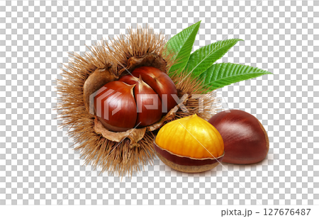 栗子插圖，逼真，栗子毛刺，白色背景 127676487