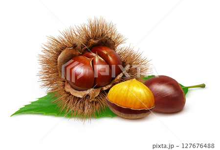 栗 イラスト リアル 毬栗 白バック 栗 イラスト リアル 毬栗 白バック 127676488