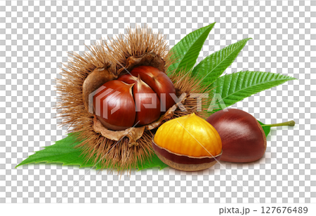 栗子插圖，逼真，栗子毛刺，白色背景 127676489