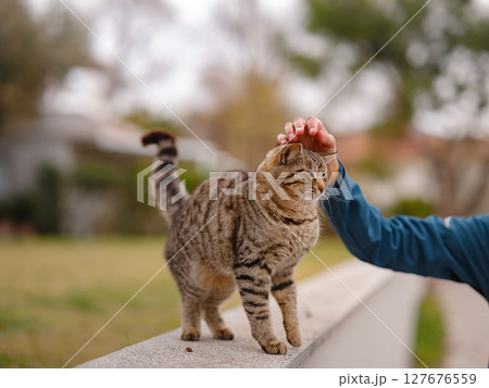 Street cats of Turkey roam freely, lounging, playing, and exploring the vibrant streets, creating charming scenes of daily life in urban and rural settings. woman petting a cat 127676559