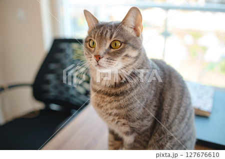 Cat sitting on a work desk at home, surrounded by work essentials, in a calm and cozy atmosphere. Perfect indoor scene showing the harmony of work and relaxation. 127676610