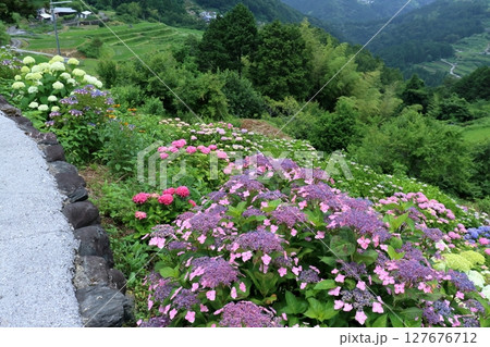 紫陽花と八畝の棚田 山間に咲く (高知県 大豊町) 紫陽花と八畝の棚田 山間に咲く (高知県 大豊町) 127676712