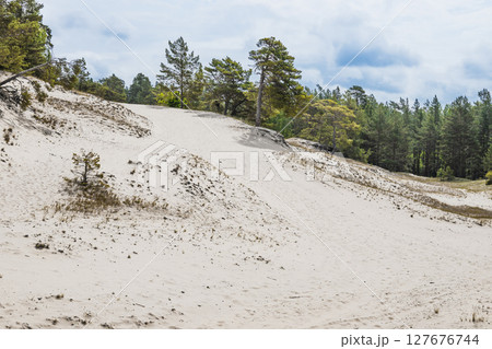 Wind sculpted coastal dunes and sparse pines under bright sky in Kurzeme region, Latvia Wind sculpted coastal dunes and sparse pines under bright sky in Kurzeme region, Latvia 127676744