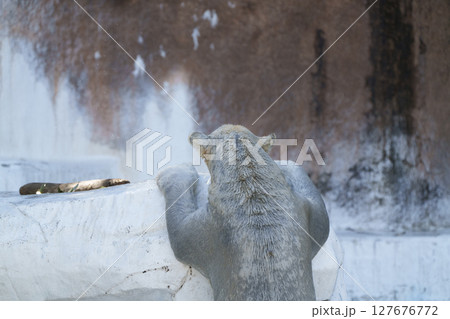 岩をよじ登るホッキョクグマの後ろ姿 岩をよじ登るホッキョクグマの後ろ姿 127676772