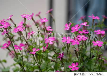小さなピンクのシレネの花 小さなピンクのシレネの花 127676828
