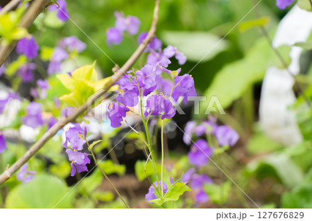 小さな紫の花を咲かせるムラサキハナナ 127676829