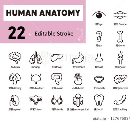 人間の臓器、体の部分、解剖学のアイコンイラストセット 人間の臓器、体の部分、解剖学のアイコンイラストセット 127676854