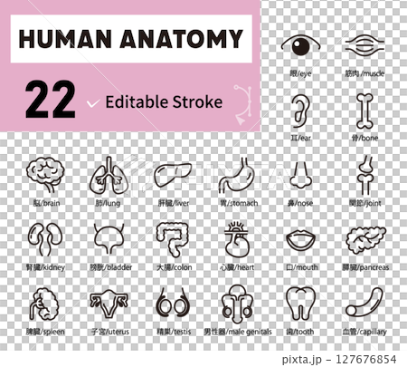 人體器官、身體部位、解剖圖示插圖集 人體器官、身體部位、解剖圖示插圖集 127676854