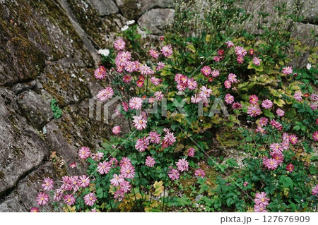 石垣に咲く秋明菊 石垣に咲く秋明菊 127676909