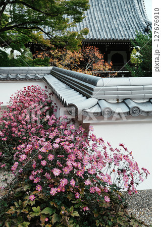 善峯寺の秋明菊 善峯寺の秋明菊 127676910