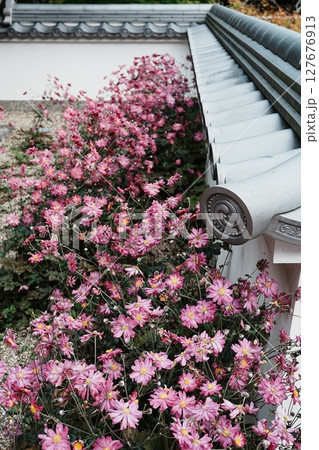 善峯寺の秋明菊 127676913