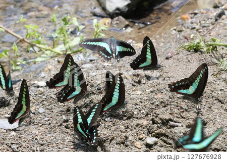 給水するアオスジアゲハ　やんばるの夏　沖縄県国頭村 127676928