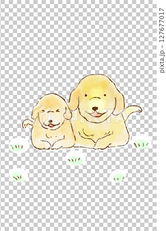 Friendly Golden Retriever Friendly Golden Retriever 127677017