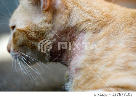 Side view of orange cat showing severe mange infestation on neck 127677105