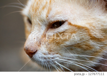 Front view portrait of orange cat with closed eyes showing signs of mange on nose Front view portrait of orange cat with closed eyes showing signs of mange on nose 127677111