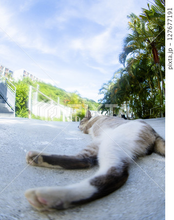 青空の下でくつろぐ猫 青空の下でくつろぐ猫 127677191