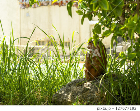 木陰に佇むシーサー像と夏の緑 127677192