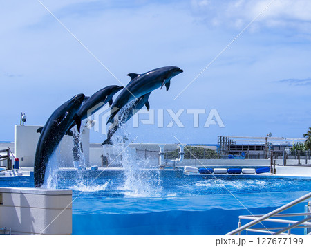 息を合わせた3頭のイルカのジャンプ(美ら海水族館) 息を合わせた3頭のイルカのジャンプ(美ら海水族館) 127677199