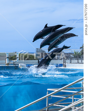4頭のイルカが跳ねる美ら海のショー 4頭のイルカが跳ねる美ら海のショー 127677200