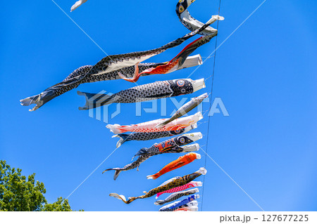 青空を泳ぐ鯉のぼり 127677225