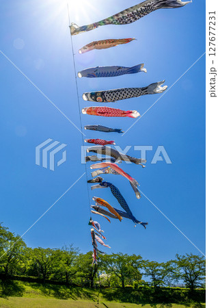 《若宮公園》青空に泳ぐ鯉のぼり（神奈川県厚木市） 127677231