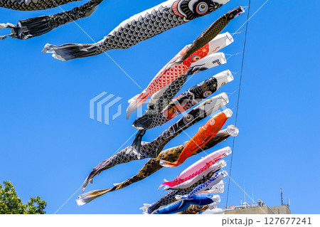 青空を泳ぐ鯉のぼり 127677241