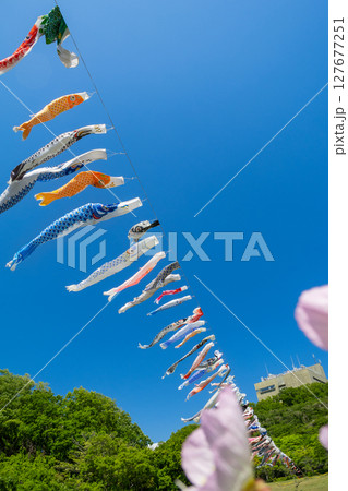 《若宮公園》青空に泳ぐ鯉のぼり（神奈川県厚木市） 127677251