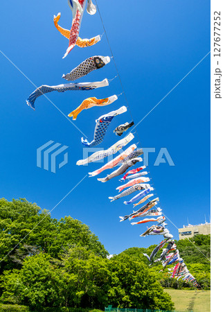 《若宮公園》青空に泳ぐ鯉のぼり(神奈川県厚木市) 《若宮公園》青空に泳ぐ鯉のぼり(神奈川県厚木市) 127677252