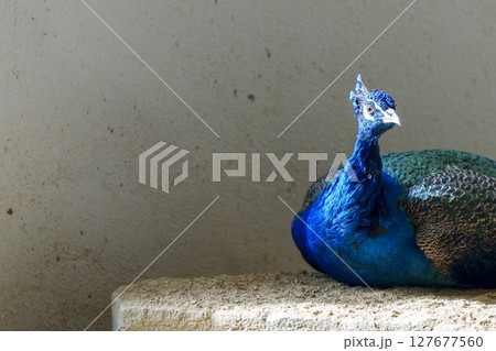 光を浴びて佇むインドクジャク 127677560