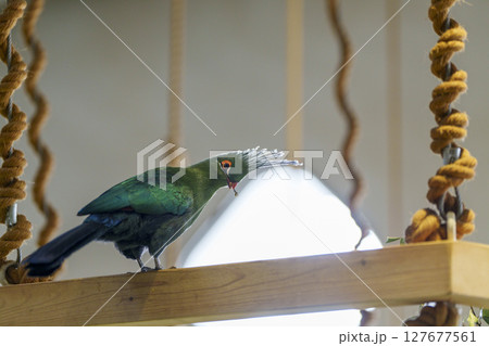 木の止まり木で餌をくわえる美しい鳥 127677561