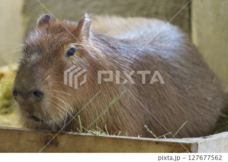 木箱の中でくつろぐカピバラのアップ 127677562