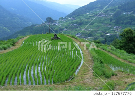 八畝の棚田 梅雨時 (高知県 大豊町) 八畝の棚田 梅雨時 (高知県 大豊町) 127677776